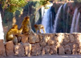 monkeys_over_waterfall-960x636